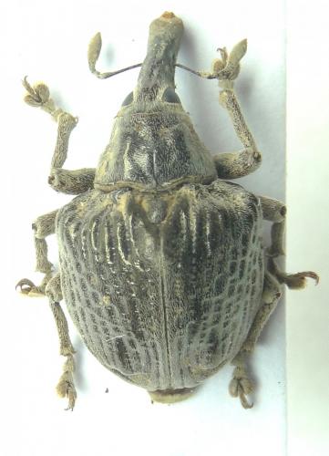 Omophorus cupreus